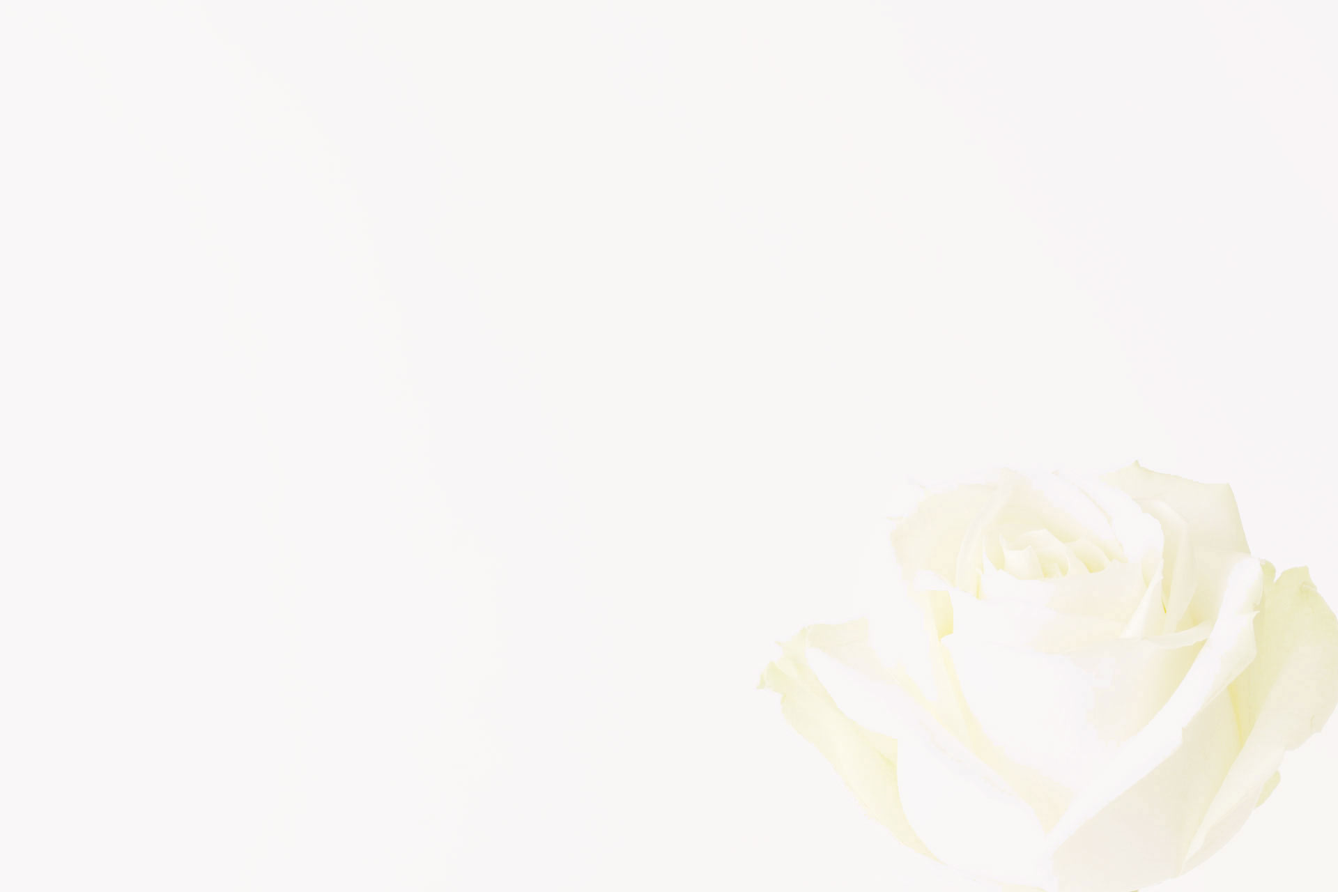 background photo of white rose